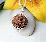 7 Mukhi Rudraksha