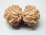 8 Mukhi Gaurishankar lab Rudraksha