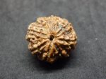 8 Mukhi Rudraksha
