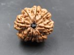 8 Mukhi Rudraksha