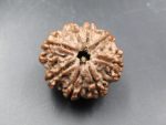 8 Mukhi Rudraksha