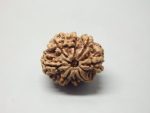 8 Mukhi lab Rudraksha