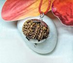8 Mukhi Rudraksha