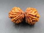 9 Mukhi Gaurishankar Rudraksha