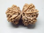 9 Mukhi Gaurishankar lab Rudraksha