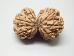 9 Mukhi Gaurishankar lab Rudraksha