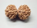 9 Mukhi Gaurishankar lab Rudraksha