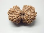9 Mukhi Gaurishankar lab Rudraksha