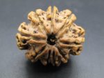 9 Mukhi Rudraksha