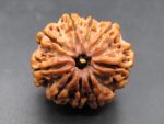 9 Mukhi Rudraksha