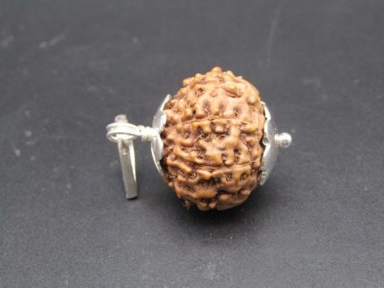 9 Mukhi lab Rudraksha