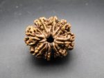 9 Mukhi lab Rudraksha