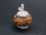 9 Mukhi lab Rudraksha