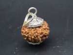 9 Mukhi lab Rudraksha