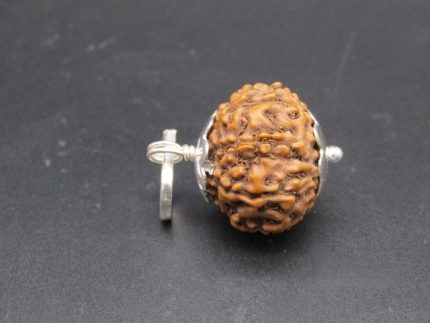 9 Mukhi lab Rudraksha