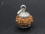 9 Mukhi lab Rudraksha