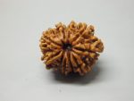 9 Mukhi lab Rudraksha