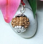9 Mukhi Rudraksha
