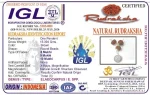 Kalsarpa Rudraksha Mala Certificate