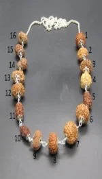 Sarva Siddha lab Rudraksha Mala