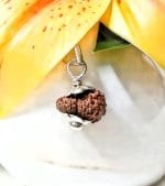 Seventeen Mukhi Java Indonesia