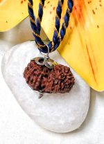 17 Mukhi Java Indonesia