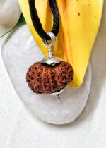 17 Mukhi Java Indonesia