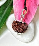 17 Mukhi Java Indonesia