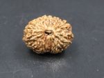Seventeen Mukhi Java Indonesia