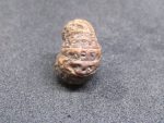 Seventeen Mukhi Java Indonesia