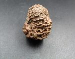 Seventeen Mukhi Java Indonesia