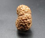 Seventeen Mukhi Java Indonesia