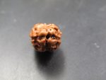 2 Mukhi Rudraksha