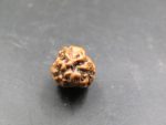 3 Mukhi Rudraksha