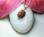 3 Mukhi Rudraksha