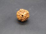 6 Mukhi Rudraksha