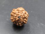 6 Mukhi Rudraksha