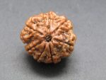 7 Mukhi Rudraksha