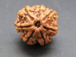 7 Mukhi Rudraksha