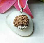 7 Mukhi Rudraksha