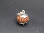 10 Mukhi lab Rudraksha