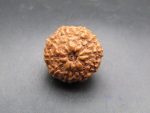 10 Mukhi lab Rudraksha