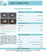 11 Mukhi Certificate