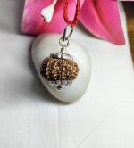 11 Mukhi Rudraksha