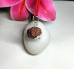 11 Mukhi Rudraksha