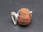 11 Mukhi Rudraksha