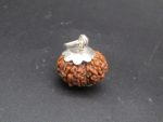 11 Mukhi lab Rudraksha