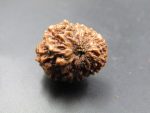 12 Mukhi Rudraksha