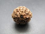 12 Mukhi Rudraksha