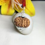 12 Mukhi Rudraksha